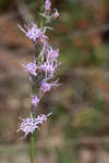 Shortleaf blazing star